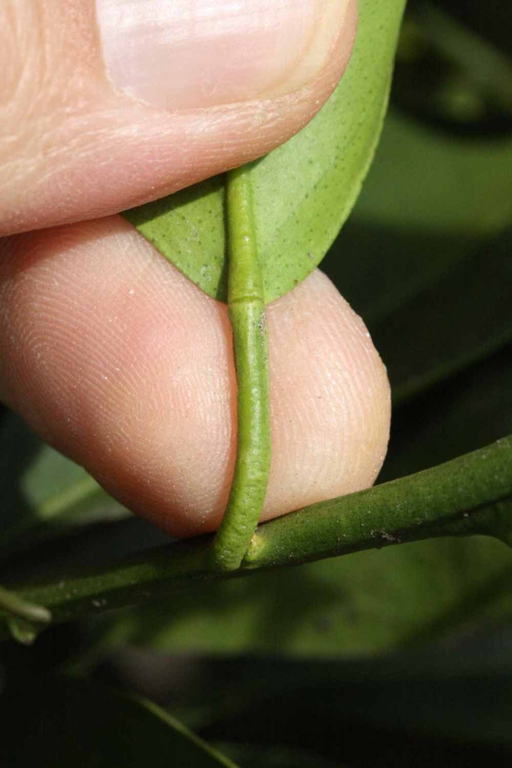              Petiole (Frost Navel, Riverside, CA)       